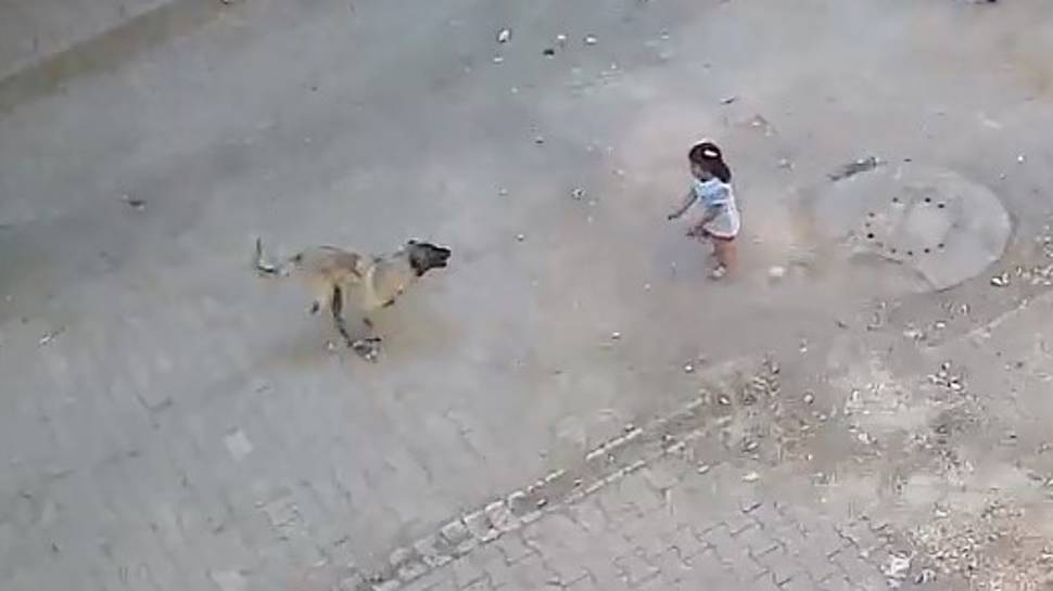 Sahipsiz hayvanların "kabul edilemez sayısı" uzmanları da korkutuyor