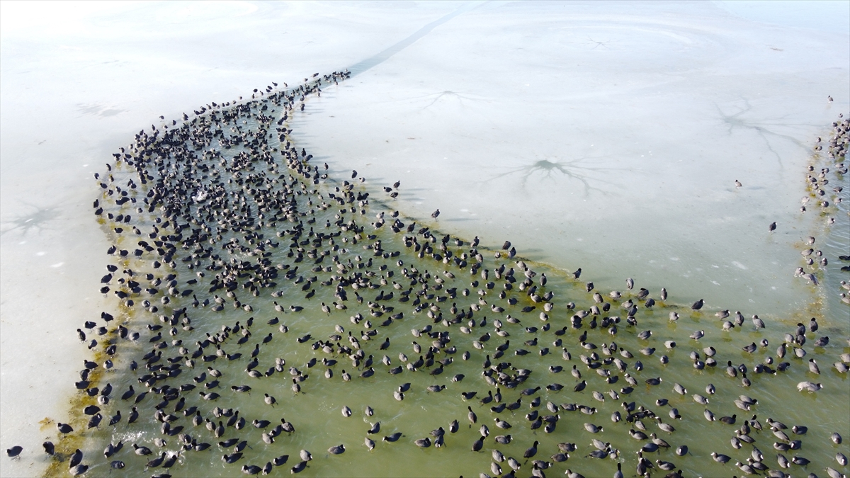 Sakar mekeler, donan Beyşehir Gölü'nde hayata tutunmaya çalışıyor