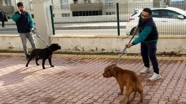 Saldırgan köpekler silah sayıldı