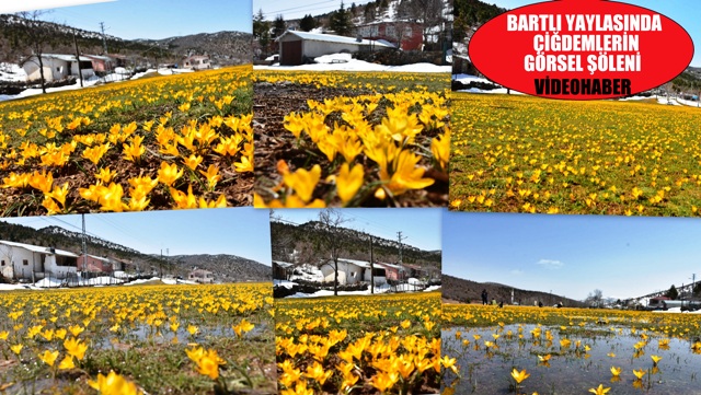Sarı çiğdemlerle bezenen Bartlı Yaylası güzel görüntüler oluşturdu