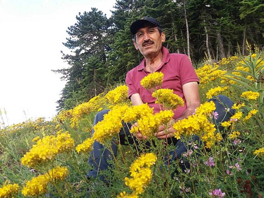 Sarı Kantaron Otunun Faydaları Nelerdir? Sarı Kantaronun Kullanımı Nasıldır?