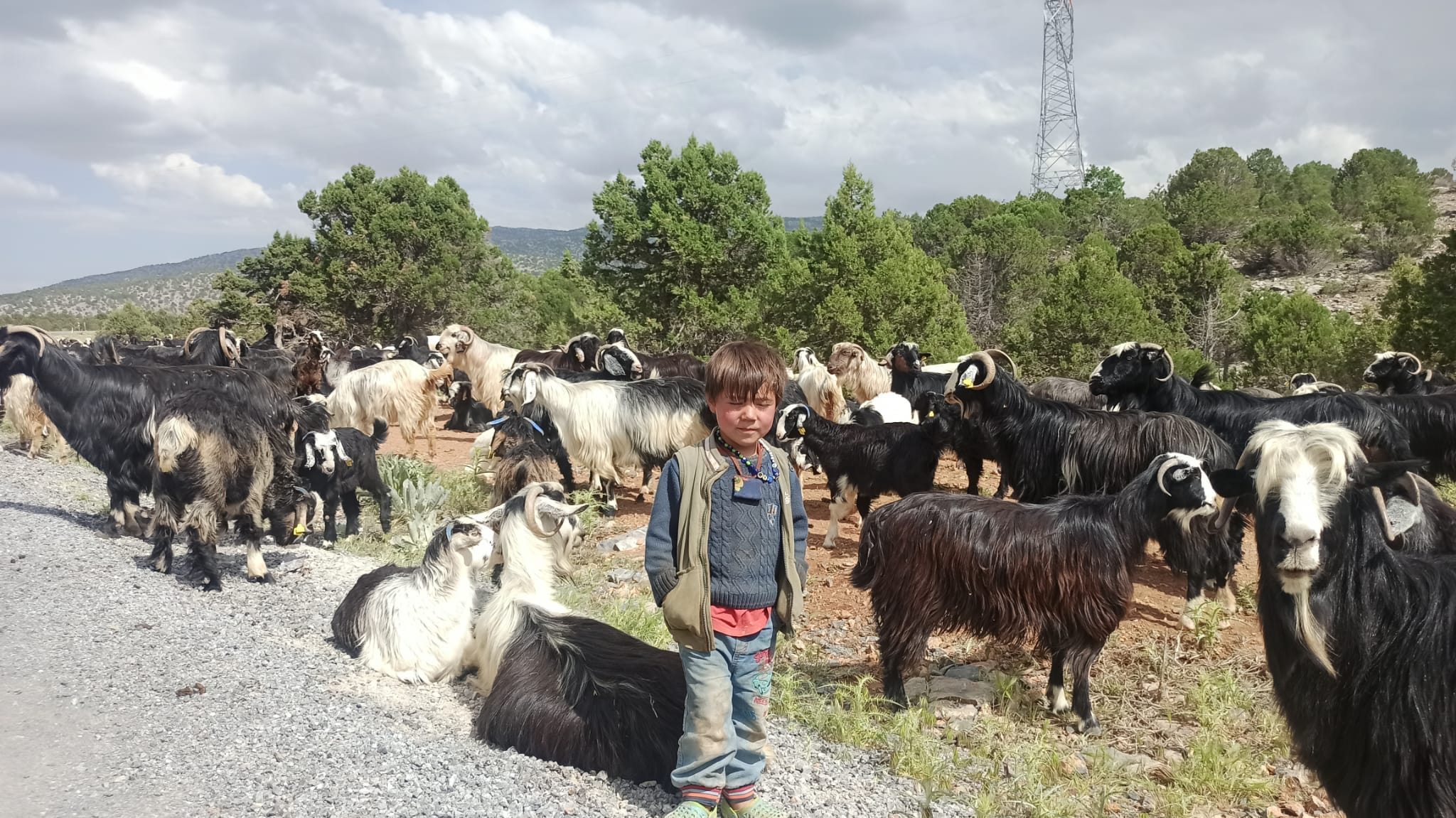 Sarıkeçili Yörükleri Seydişehir yolunda  (ÖZELHABER)
