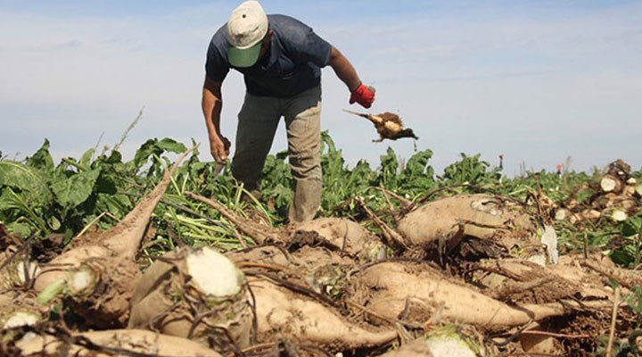 Şeker pancarının alım fiyatı yüzde 245 artırıldı
