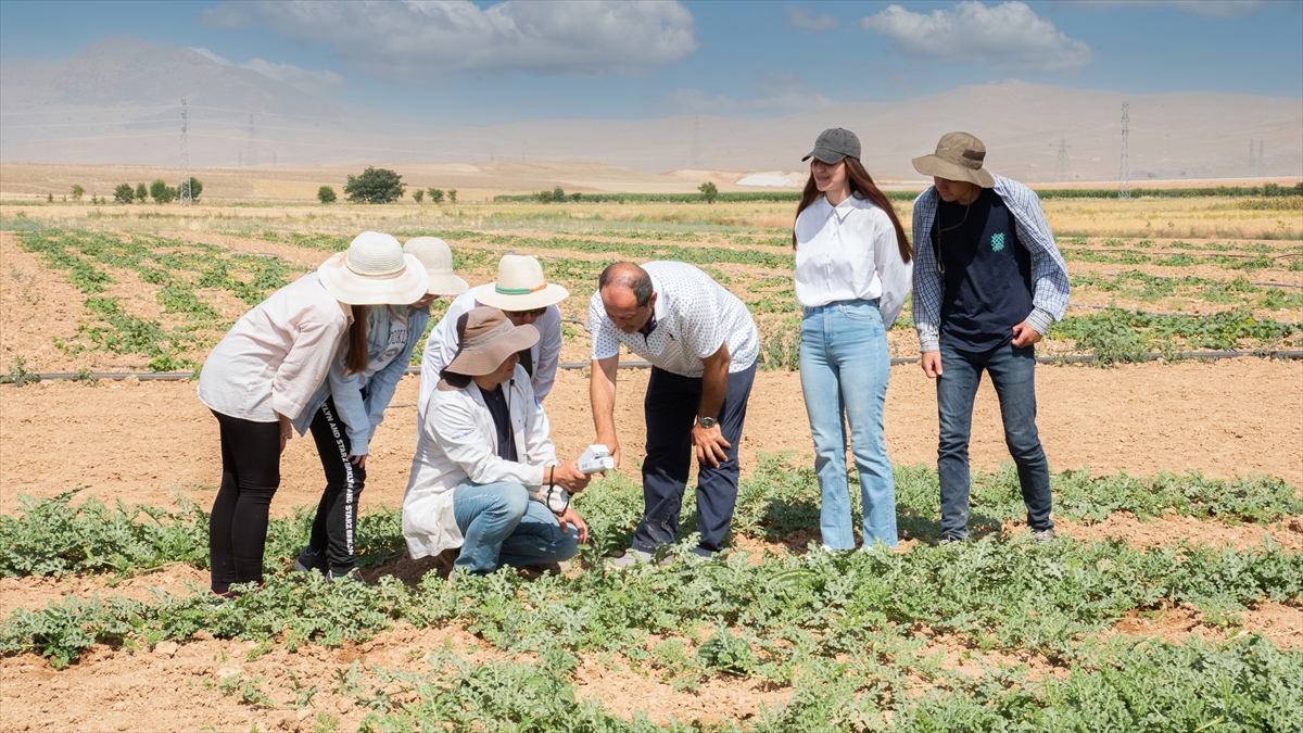 Selçuk Üniversitesi kavun ve karpuz üretiminde su tasarrufuna yönelik proje geliştirdi