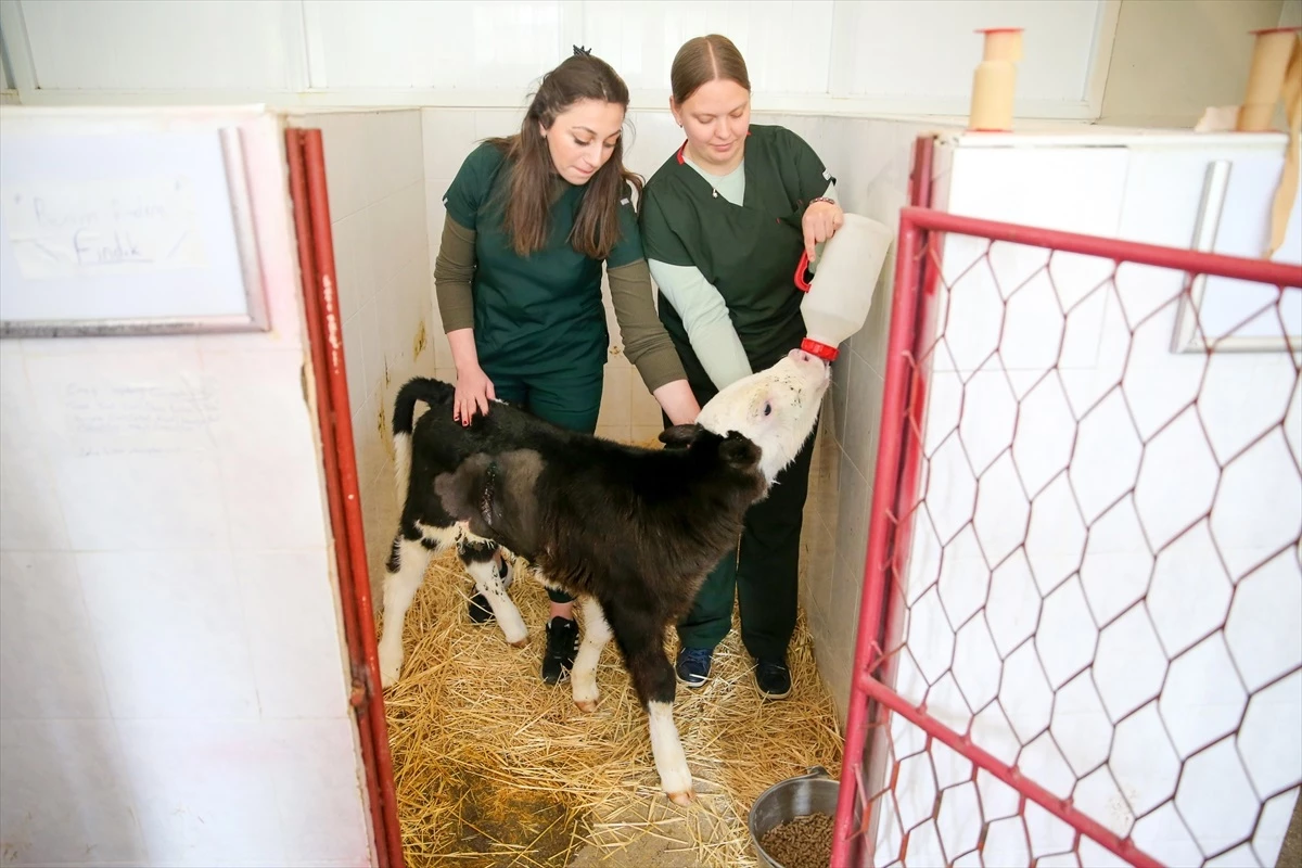 Selçuk Üniversitesi Veteriner Fakültesi Hayvan Hastanesi'nde Ölüme Terk Edilen Buzağı Ameliyatla Kurtarıldı