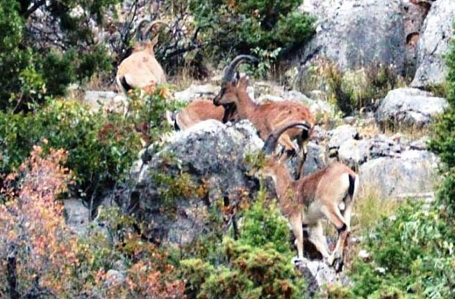 Seydişehir- Antalya kara yolunda yaban keçileri görüntülendi