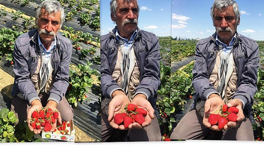 SEYDİŞEHİR ÇİLEĞİ GÖRÜCÜYE ÇIKTI