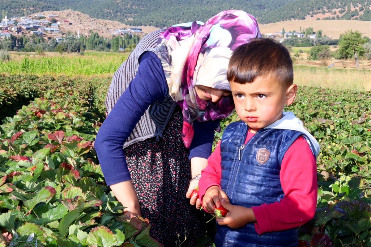 Seydişehir'de 5 çilek bahçesinde başlatılan çilek ekimi 500 dekar alana yayıldı