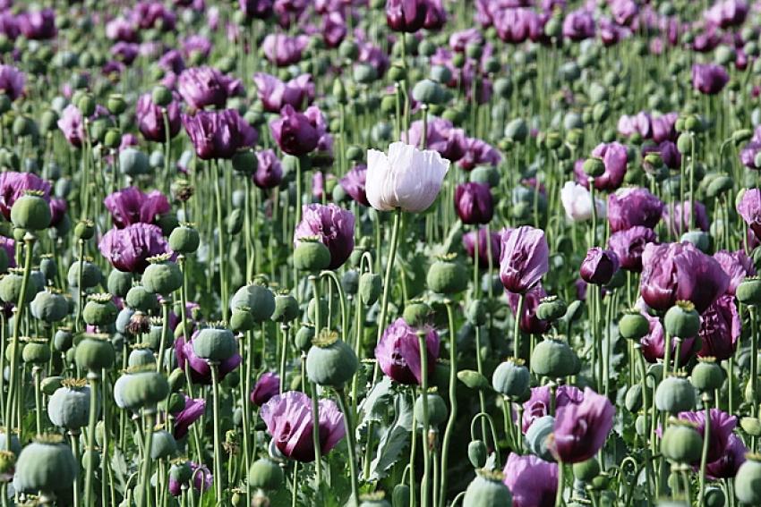 Seydişehir'de Afyon çiçeği  zamanı