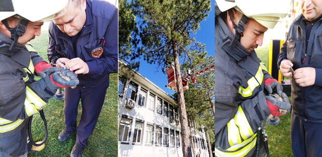 Seydişehir de Ağaçta asılı kalan  kuşu itfaiye kurtardı