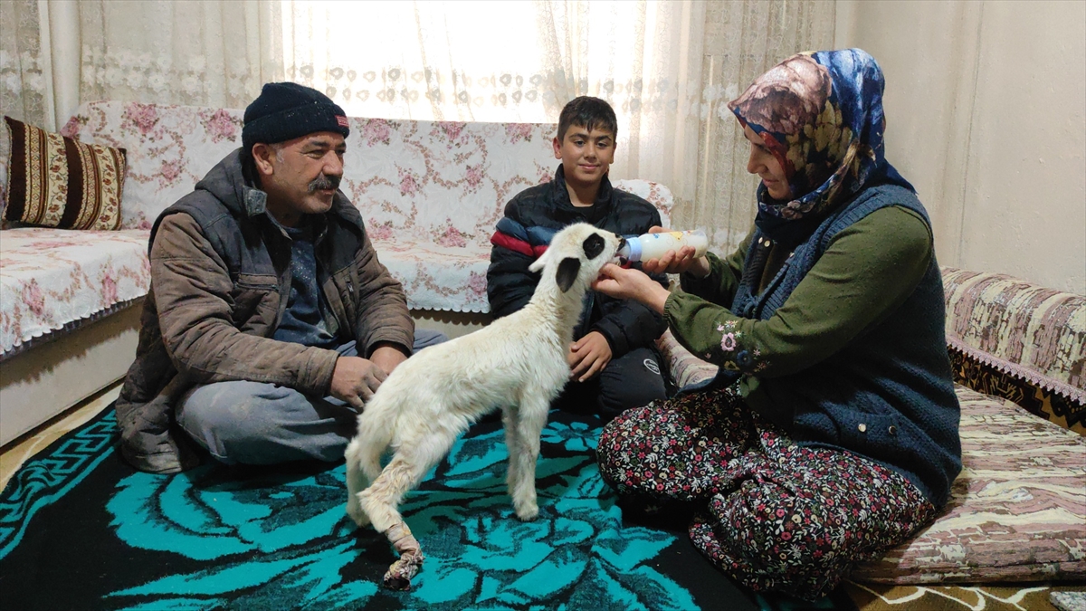 Seydişehir'de  Bacağı kırılan "Batuka" karantina sürecinde evlerinin "kuzusu" oldu