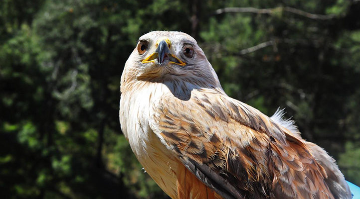 Seydişehir'de canlı mühre ile şahin avlayan iki kişiye toplam 45 bin lira ceza kesildi