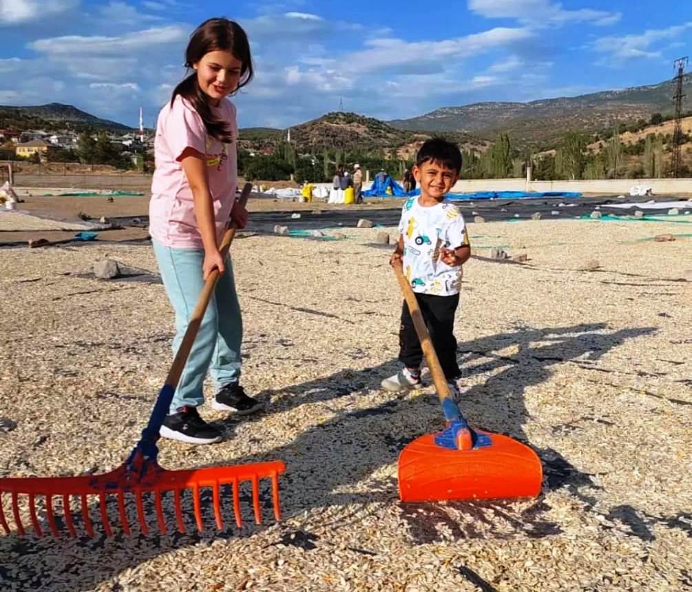 Seydişehir'de çerezlik kabak hasadı başladı