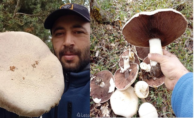 Seydişehir'de  dev mantar görenleri hayrete düşürdü