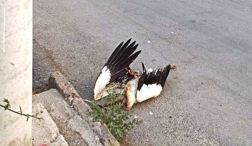 Seydişehir de elektrik tellerine çarpan leylek telef oldu.