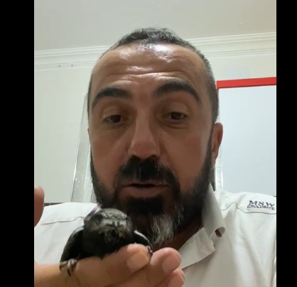 Seydişehir'de Evinin önünde bulduğu ebabil yavrusunu sütle besliyor