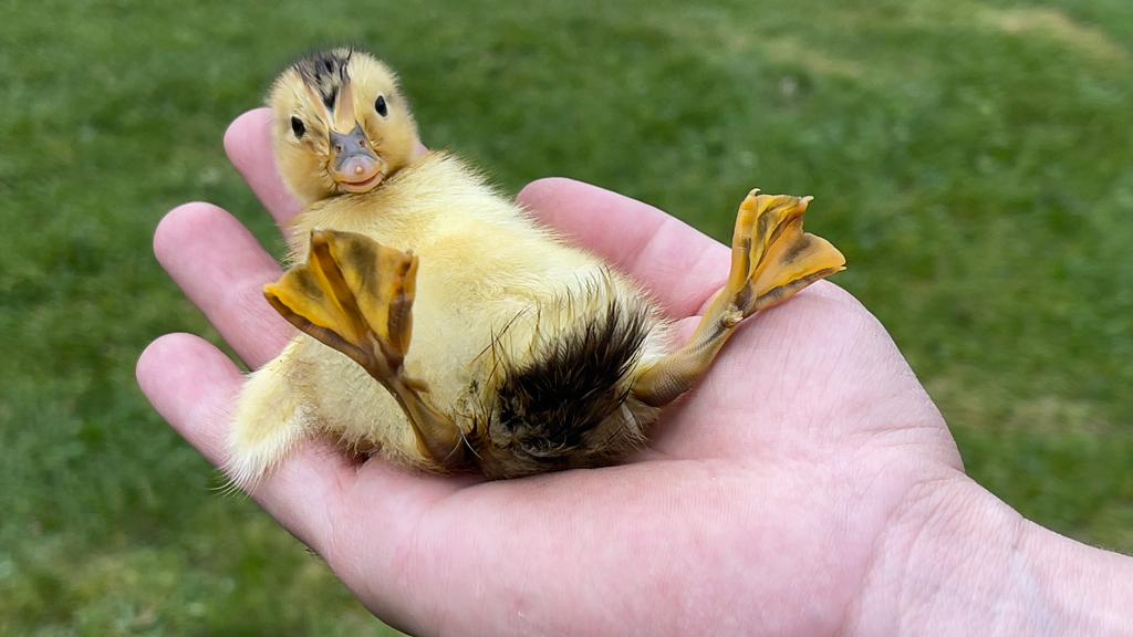 Seydişehir'de kalbi duran  ördek   yavrusu  Doğaseverlerin müdahalesi ile hayata döndü