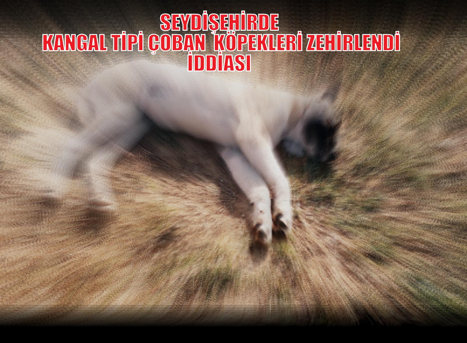 Seydişehir'de kangal cinsi çoban köpeklerinin zehirlendiği iddia edildi