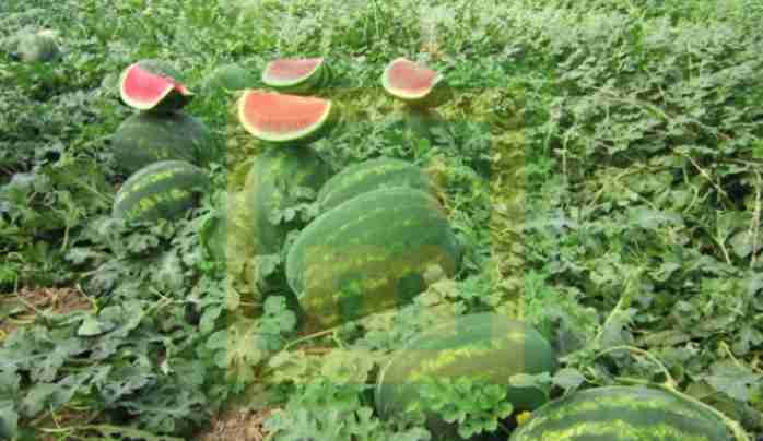 Seydişehir'de karpuz hasadı başladı