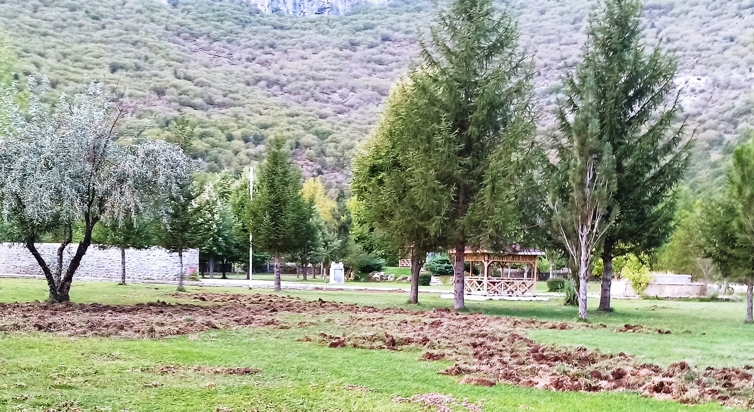 Seydişehir'de Kuğulu Parka inen domuzlar çimleri sürdü.