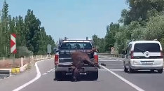 Seydişehir'de kurbanın ilginç yolculuğu