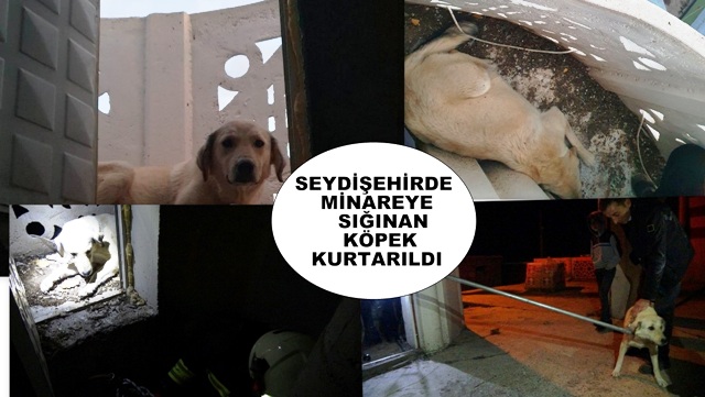 Seydişehir'de minarede mahsur kalan köpek kurtarıldı