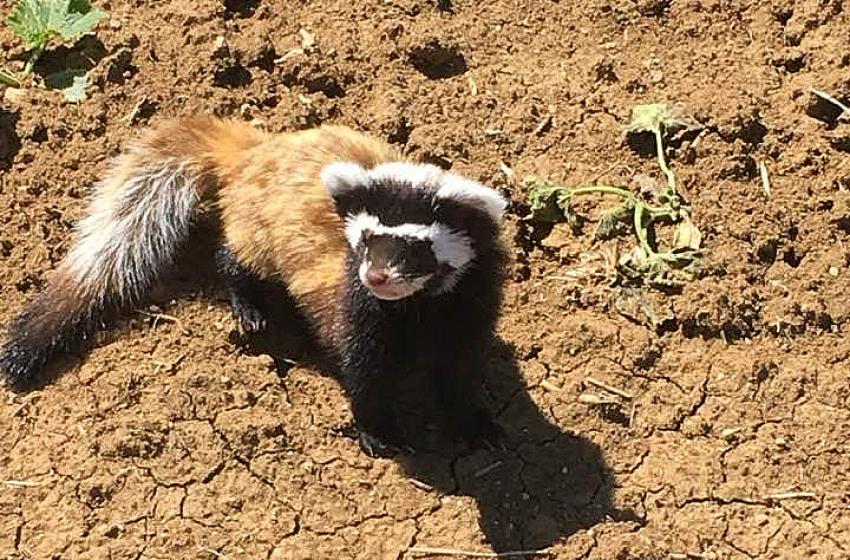 Seydişehir de nesli tükenme tehlikesi altındaki alacasansar görüldü.