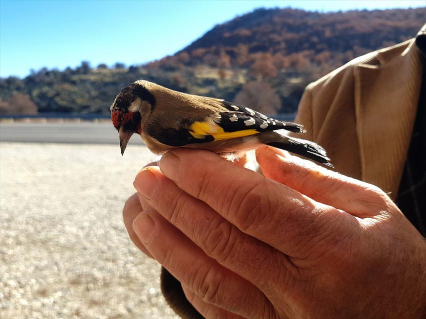 Seydişehir'de Nesli tükenme tehlikesinde olan yaralı kuşa esnaf sahip çıktı