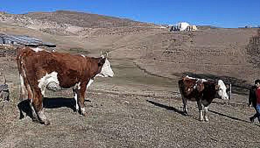 Seydişehir'de Orman köylülerine süt ineği dağıtıldı