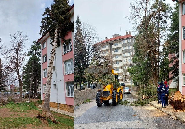 Seydişehir'de şiddetli rüzgar ağacı kökünden söktü