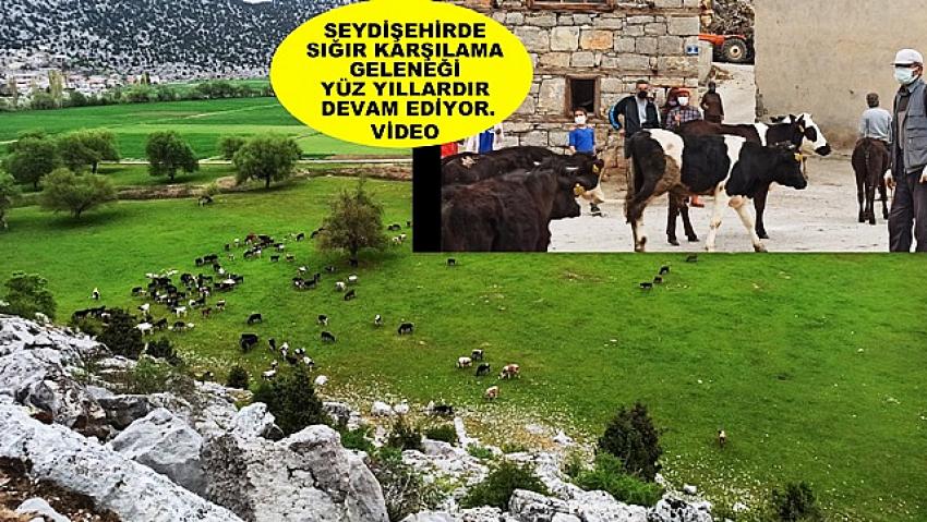 Seydişehir de Sığır Karşılama geleneği yüz yıllardır devam ediyor.