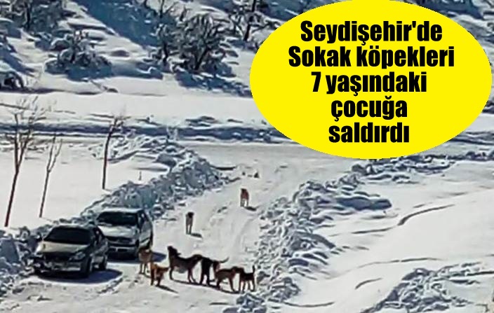 Seydişehir'de Sokak köpekleri 7 yaşındaki çocuğa saldırdı