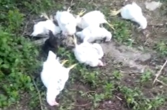 Seydişehir'de  sokak köpekleri tavukları telef etti