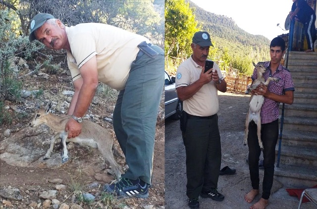 Seydişehir'de sulama kanalına düşen yaban keçisi yavrusu kurtarıldı