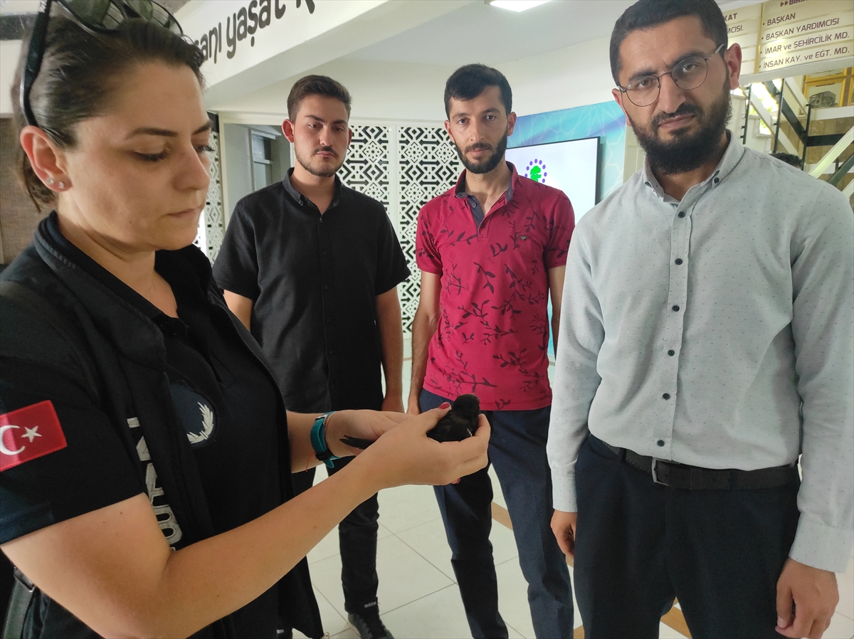 Seydişehir’de yaralı bulunan ebabil koruma altına alındı