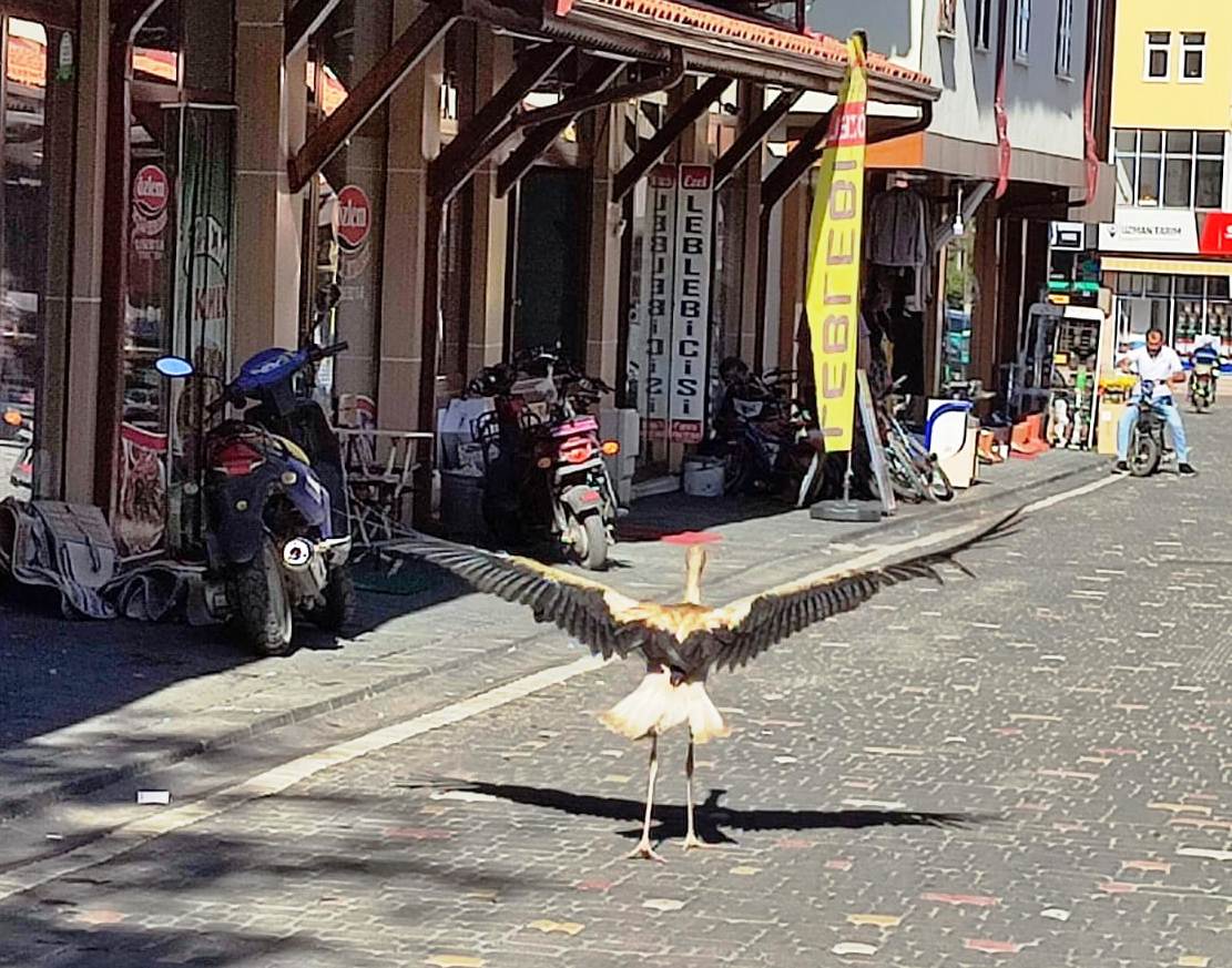 Seydişehir'de yaralı leyleğe  Çarşı esnafı sahip çıktı