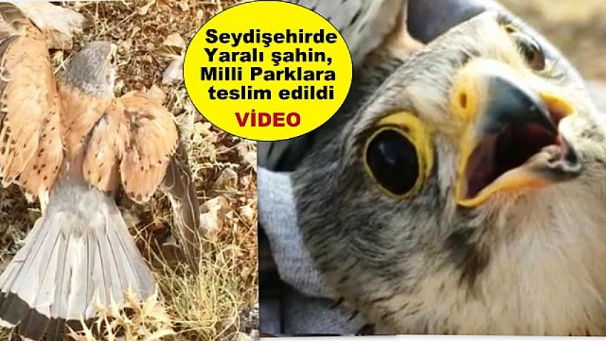 Seydişehir de Yaralı Şahin, Milli Parklar Şefliğine teslim edildi