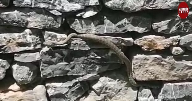 Seydişehir de zehirli  Şeritli Engerek yılanı VİDEO HABER