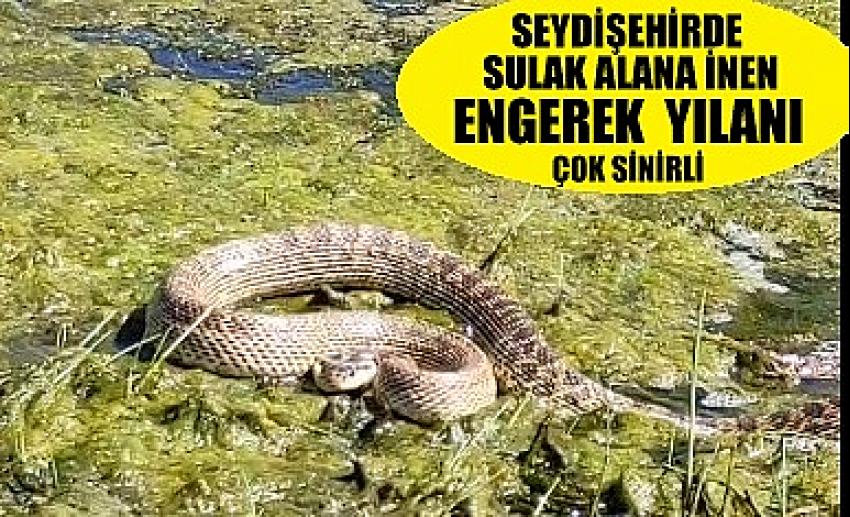 Seydişehir de zehirli Engerek yılanı araziye indi VİDEO HABER