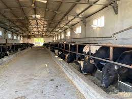 Seydişehir'e  kurbanlık satışları başladı! İşte 2024 kurbanlık fiyatları