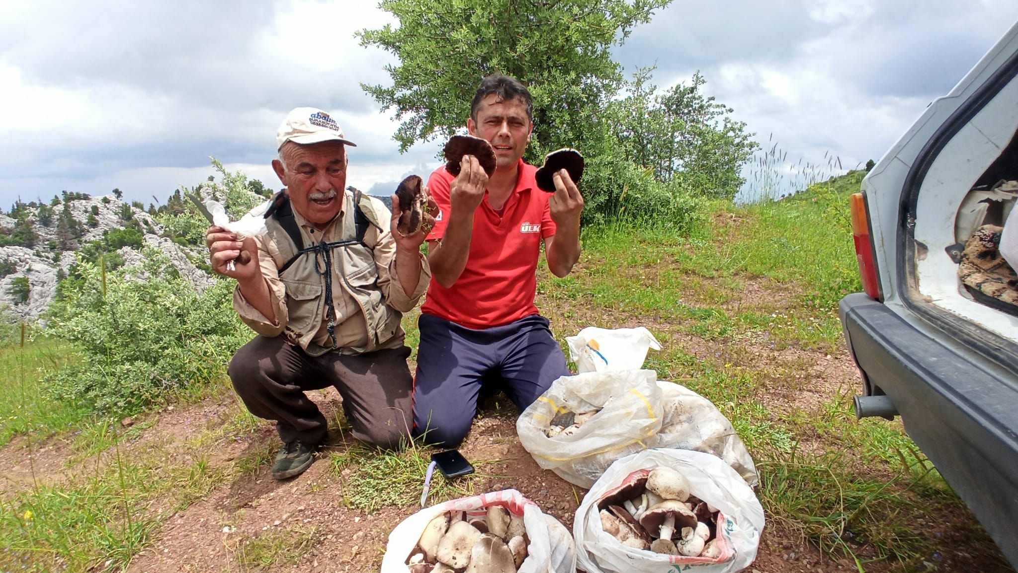 Seydişehir Giden Gelmez Dağlarında "mor mantar" toplama zamanı