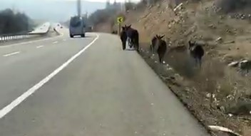 Seydişehir Konya yolunda başıboş Eşekler trafiği tehlikeye düşürüyor