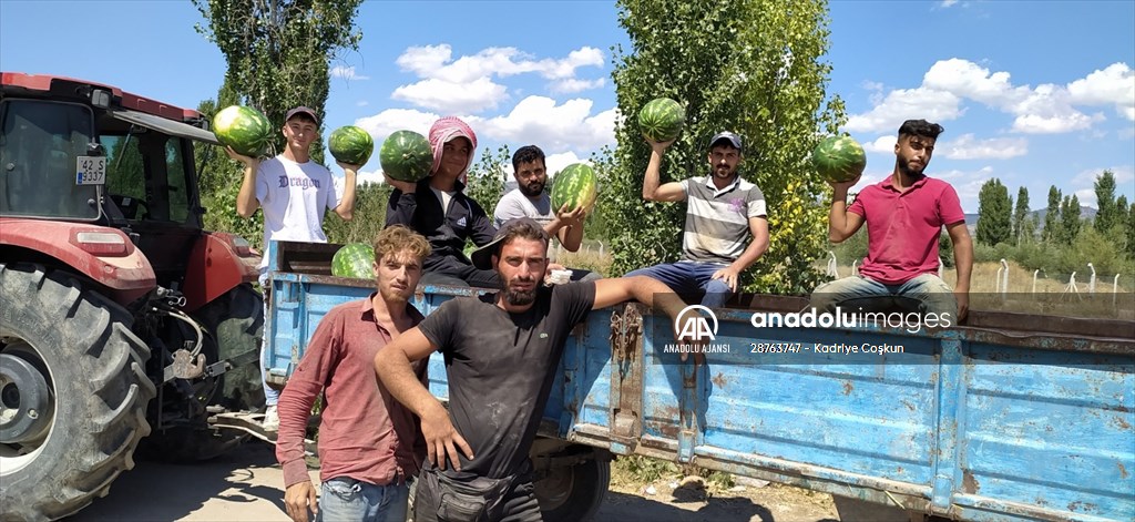 Seydişehir  Suğla   Havzasından karpuzu ihraç ediliyor