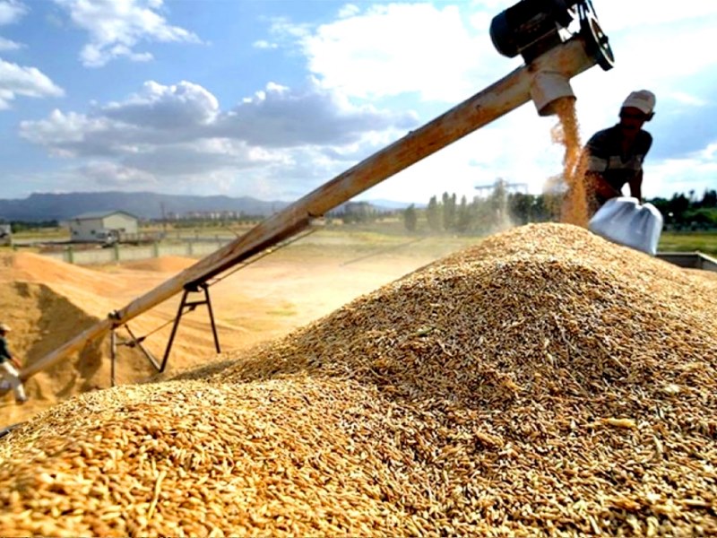 Seydişehir TMO  hububat alımına başladı Hayırlı bereketli olsun