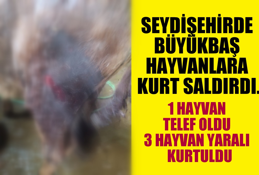 SEYDİŞEHİRDE BÜYÜKBAŞ HAYVANLARA KURT SALDIRDI.