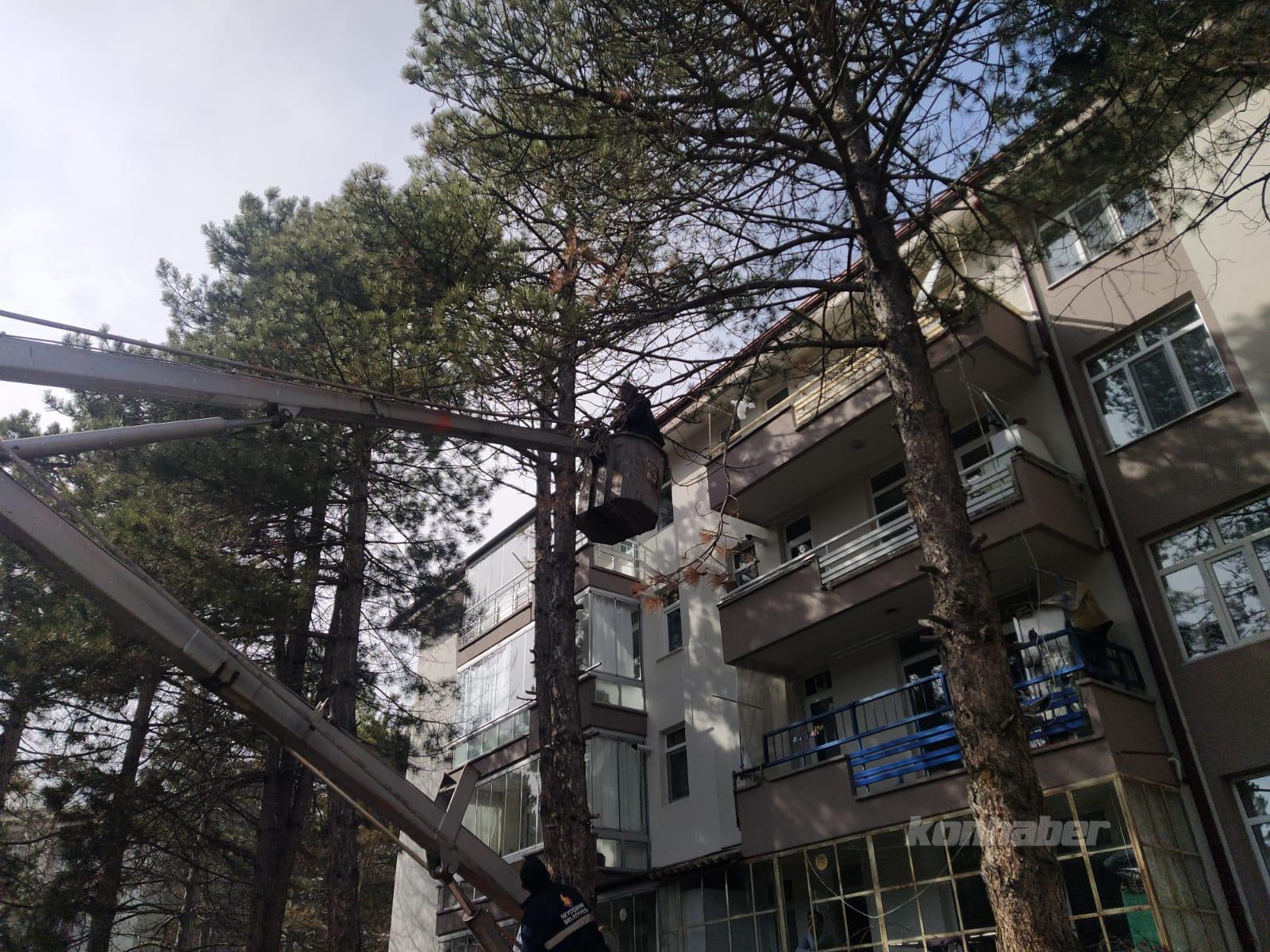 Seydişehirde çam ağacında mahsur kalan kedi kurtarıldı