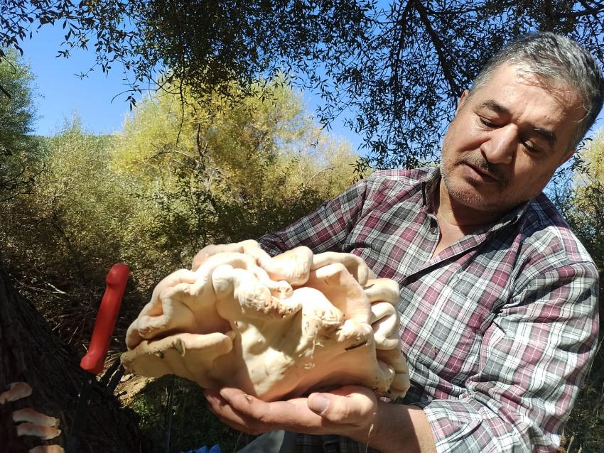 Seydişehirde Dev Mantar görenleri  Şaşırttı