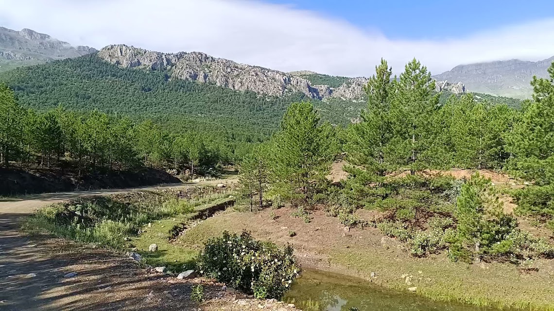 SEYDİŞEHİRDE  GİRİŞİ  YASAK OLAN  ORMANLIK ALANLAR