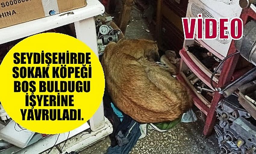 SEYDİŞEHİRDE SOKAK KÖPEĞİ  BOŞ BULDUGU İŞYERİNE  YAVRULADI