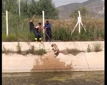 SEYDİŞEHİRDE SULAMA KANALINA DÜŞEN KÖPEK  İTFAİYE  TARAFINDAN KURTARILDI